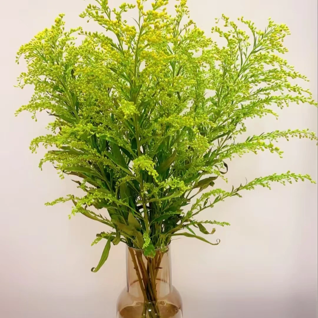 【黄莺草1扎】任意2单鲜花升级顺丰/德邦