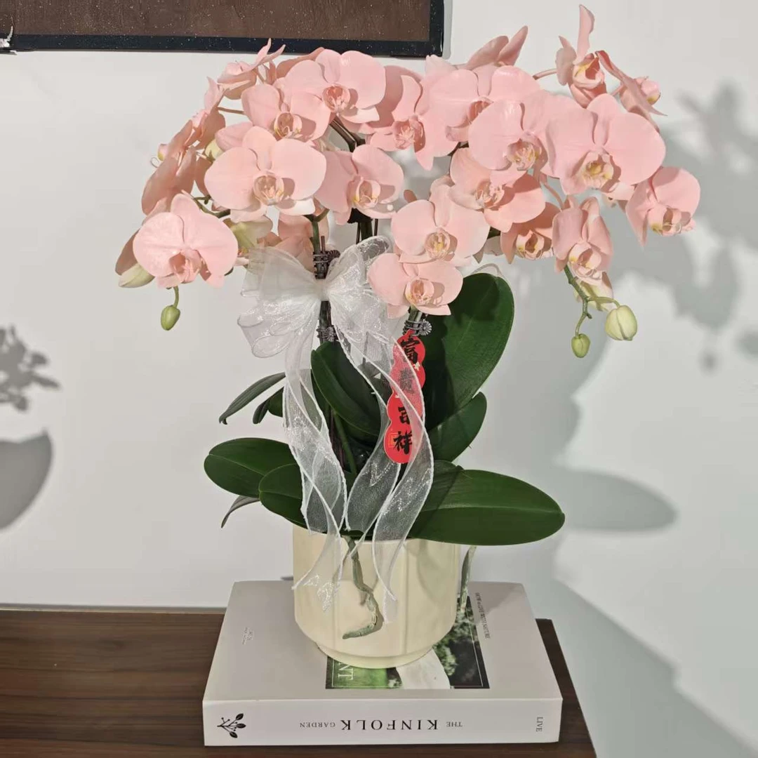 【桃花朵朵】蝴蝶兰马卡龙色系 稀缺艺术喷色好养耐养基地直发