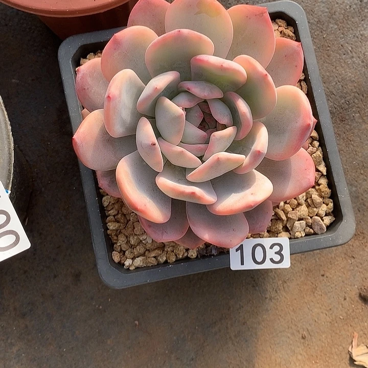 103橙子锦  一物一拍多肉