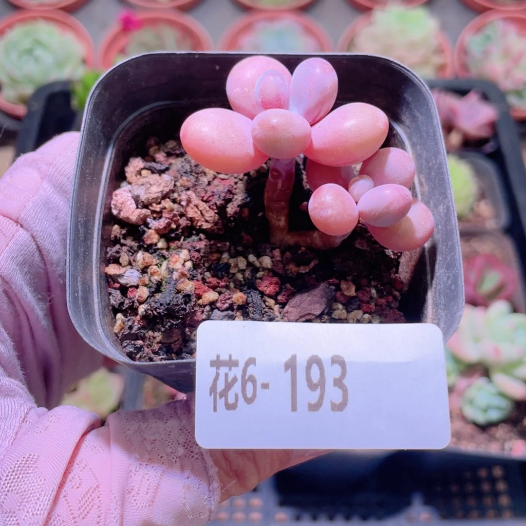 花利美6-193桃蛋