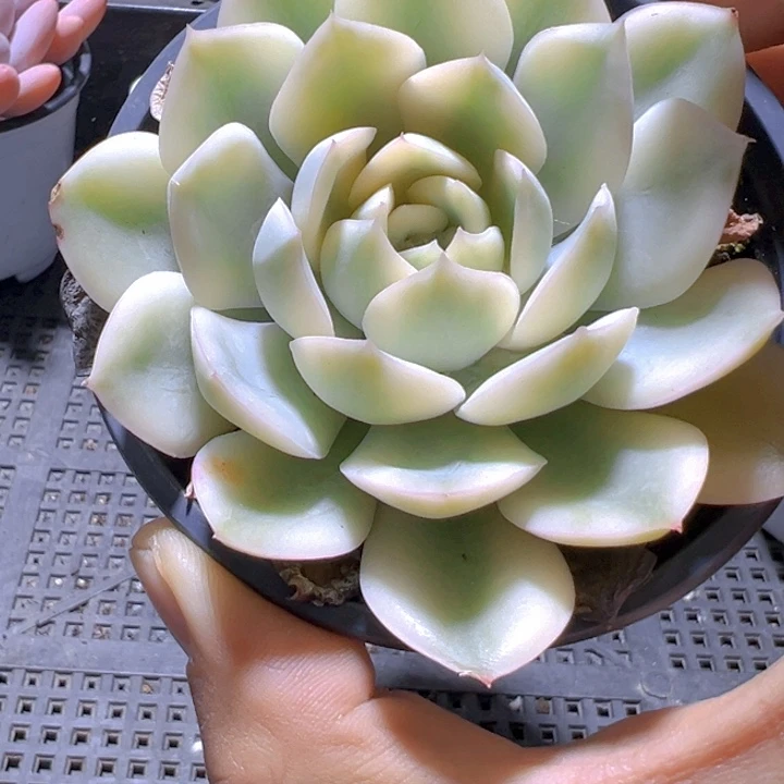 月亮仙子锦【一物一拍】两单包邮