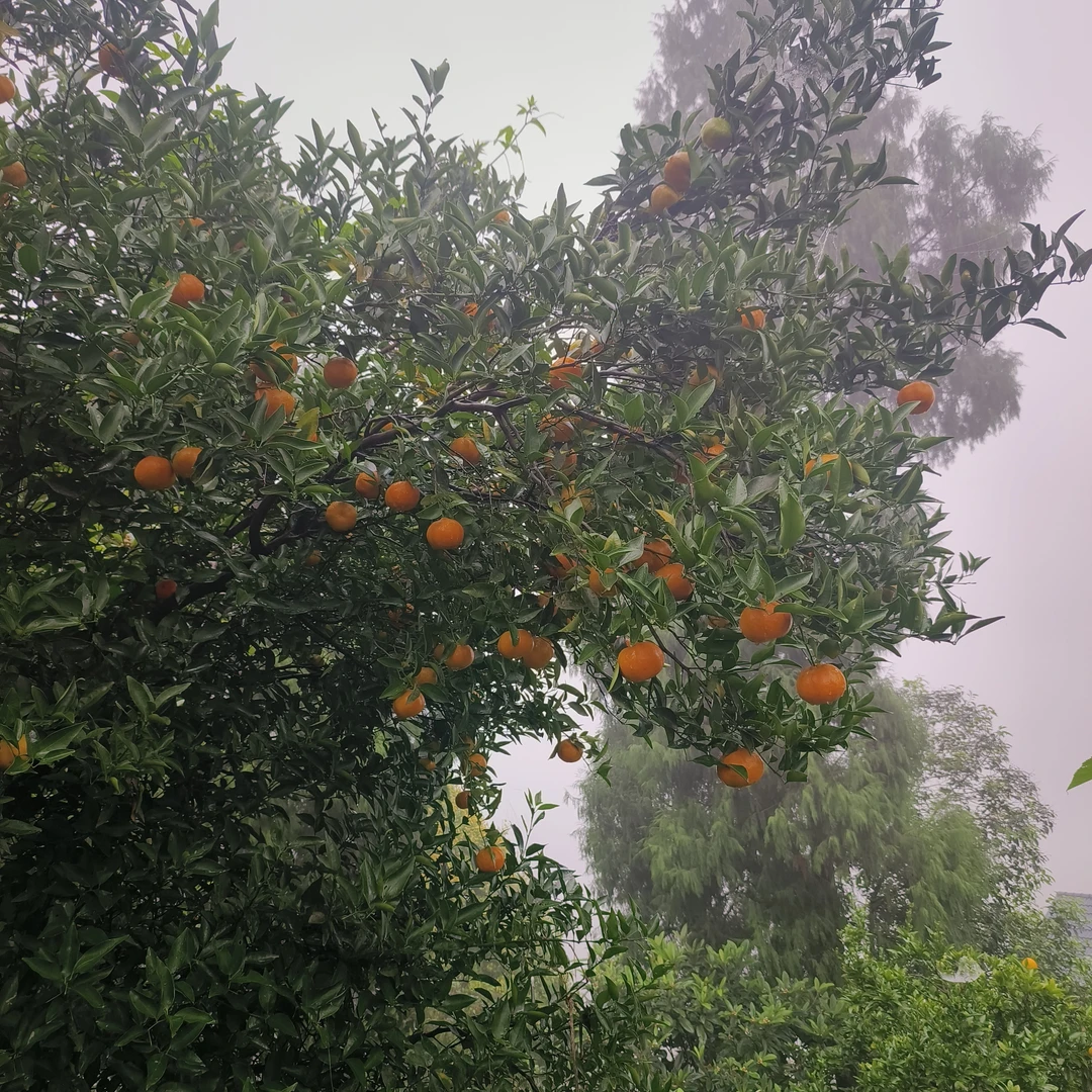 四川泸州大山农户自种橘子  现摘现发