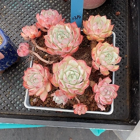 1314多肉植物1111