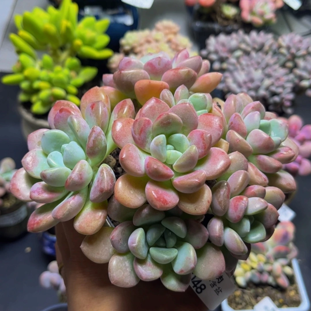 花斑鹿048/12cm不包整