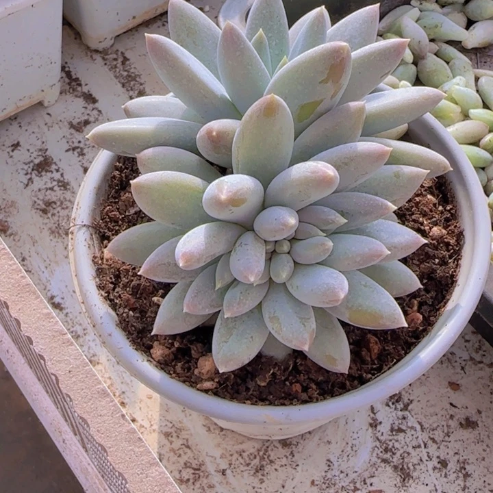 哥特缀11111111111111