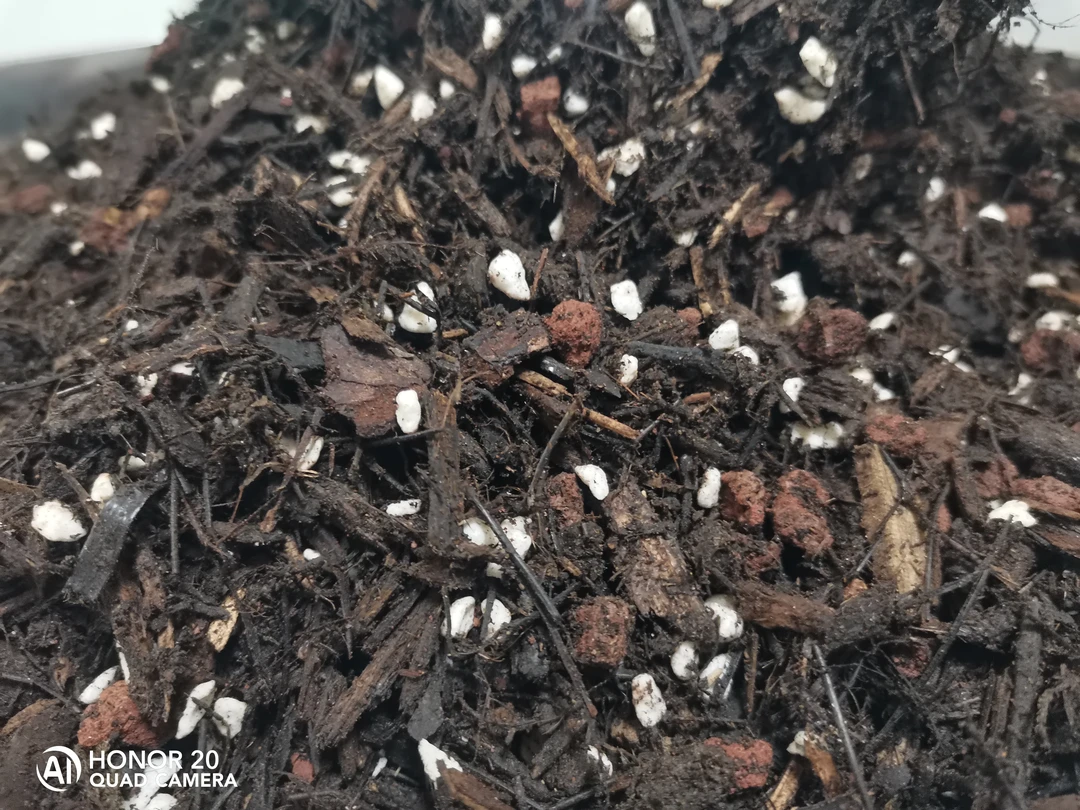 圣壤源兰植料 松针腐殖土+发酵的木屑+珍珠岩+蛭石4合1兰花植料。