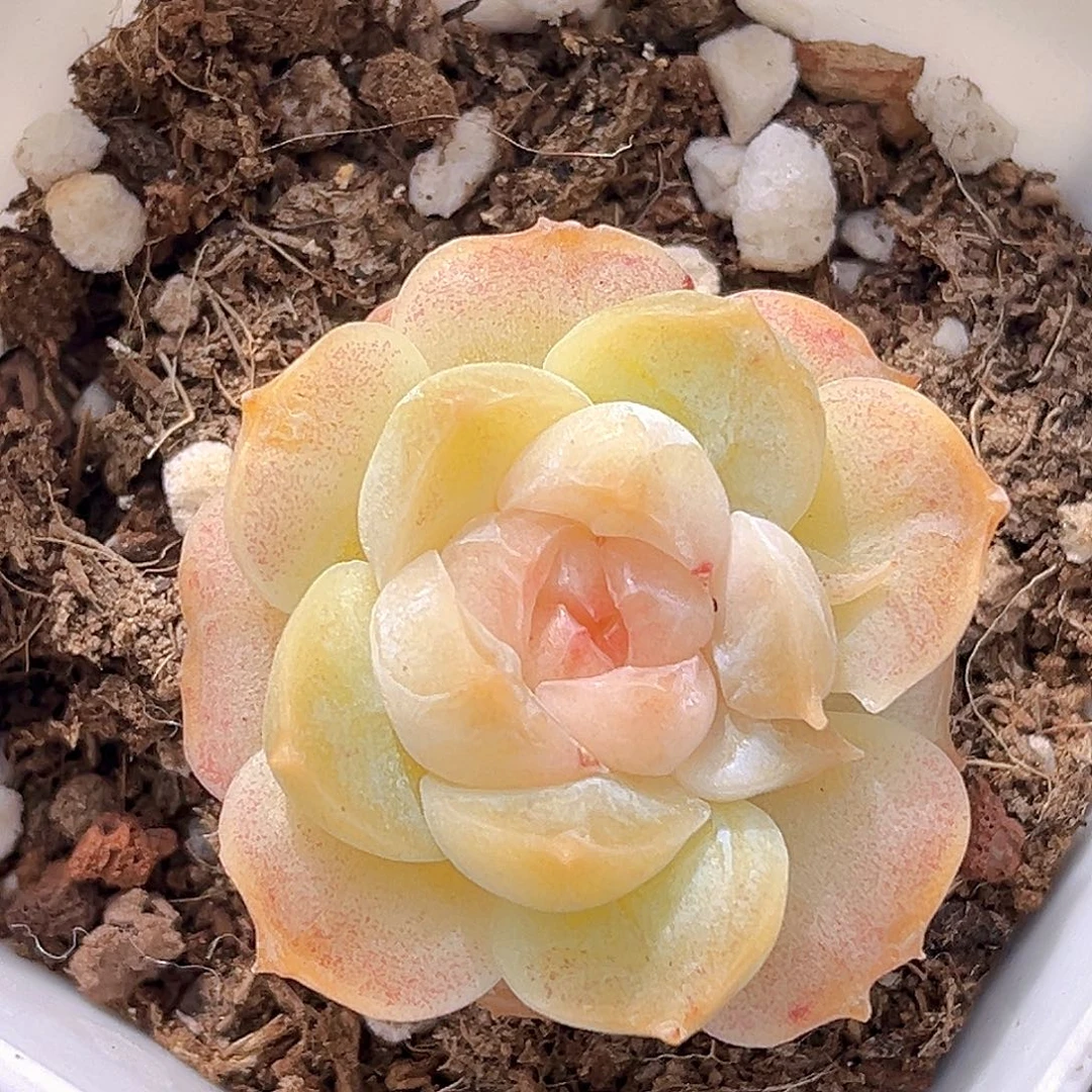 34一物一拍   花影