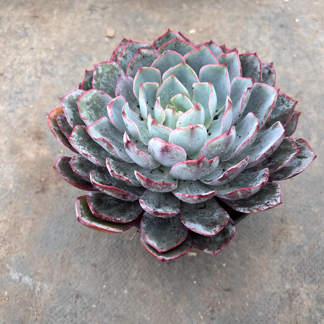 1王小二多肉赫拉15杯冠幅12-15厘米多肉植物带基地原盆原土发货