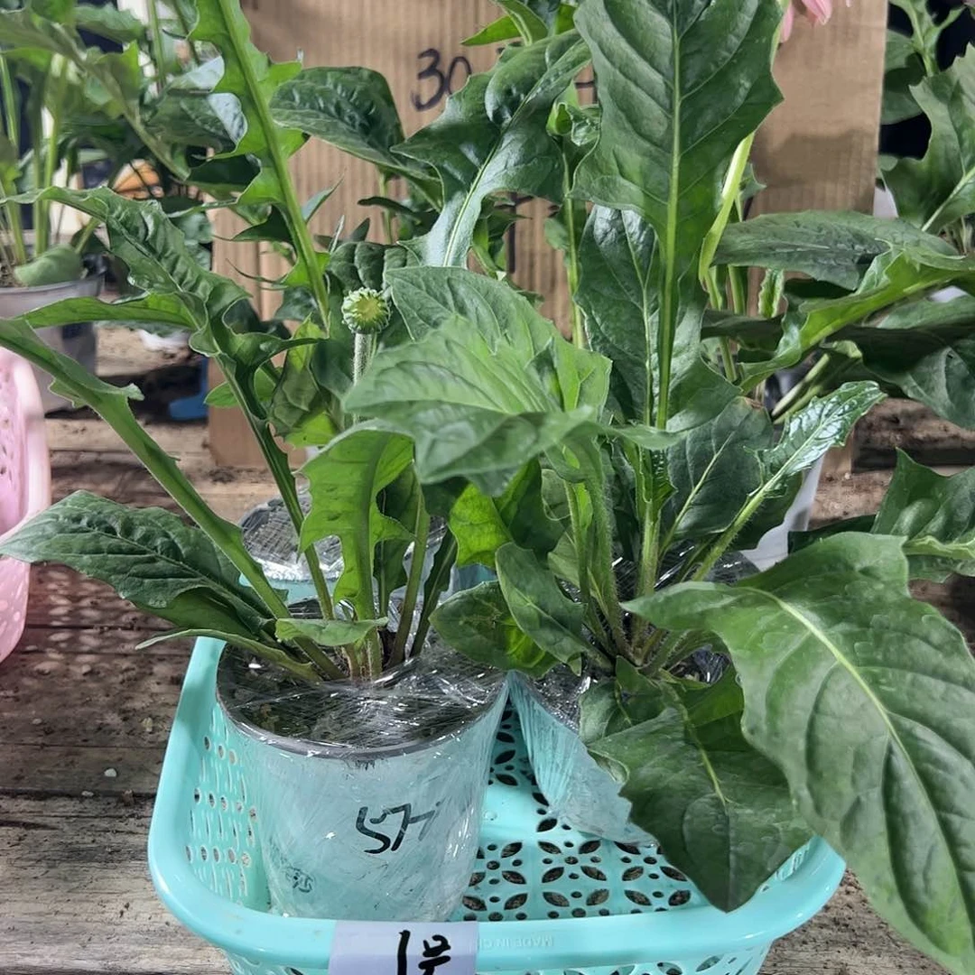 【闪购商品】当前无花朵，栽培后可花朵1号娜塔莎恋人珍爱香槟