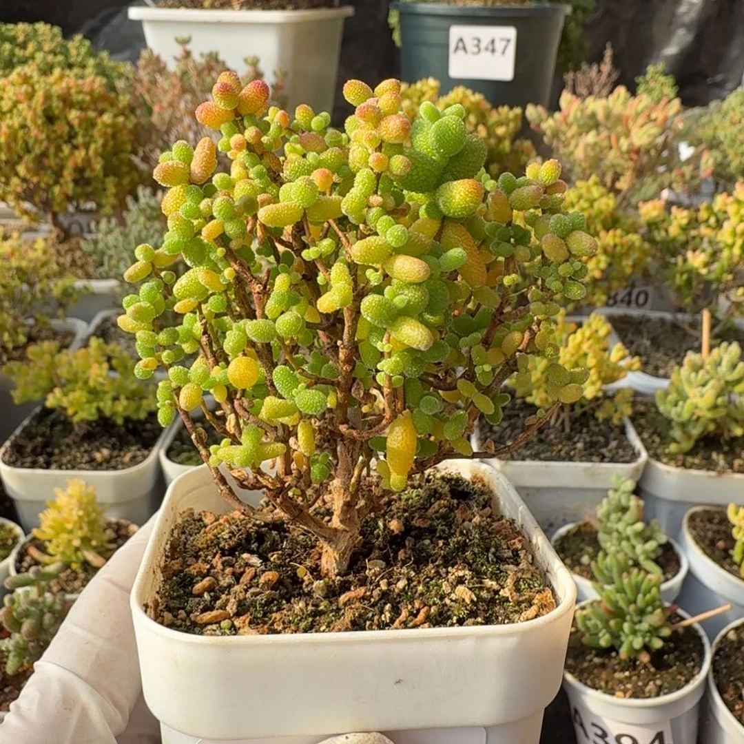 A411金桔开播福利