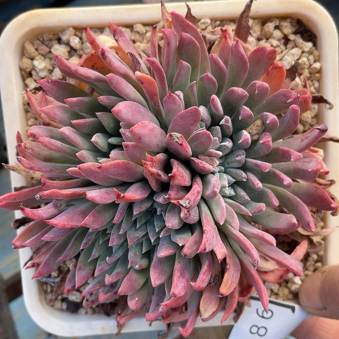 刘丹杂交泡芙10386