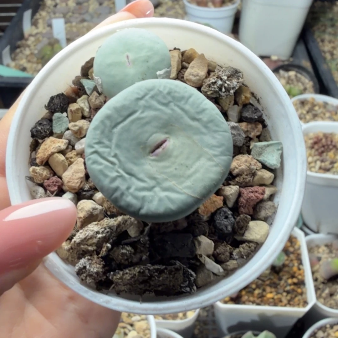 大型sub嘴母本389号