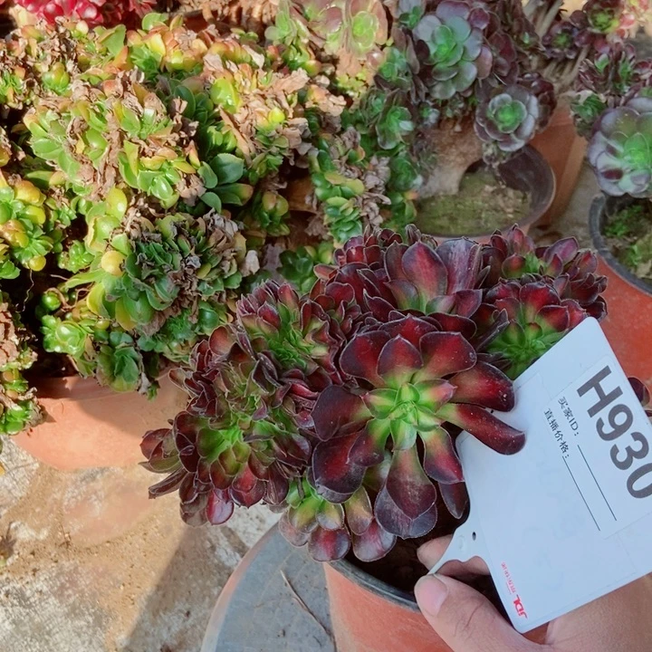 用***7H930华娜锥化看老浴