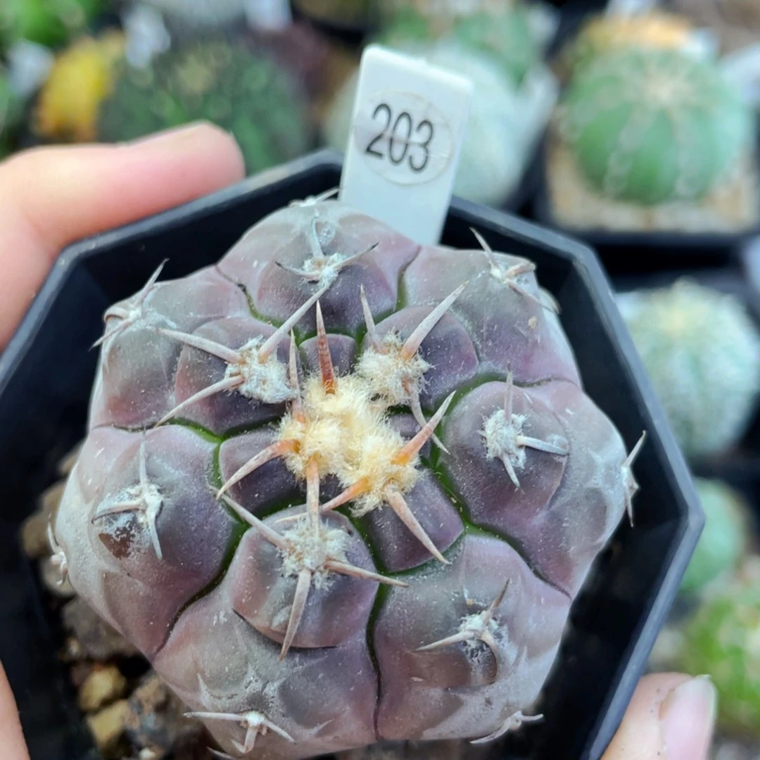 铅皮实生满25包邮盆5公分裸根发货