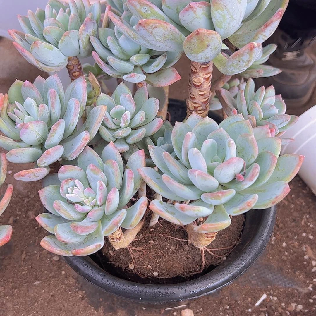 灰姑娘 多头多群生 整桩整群