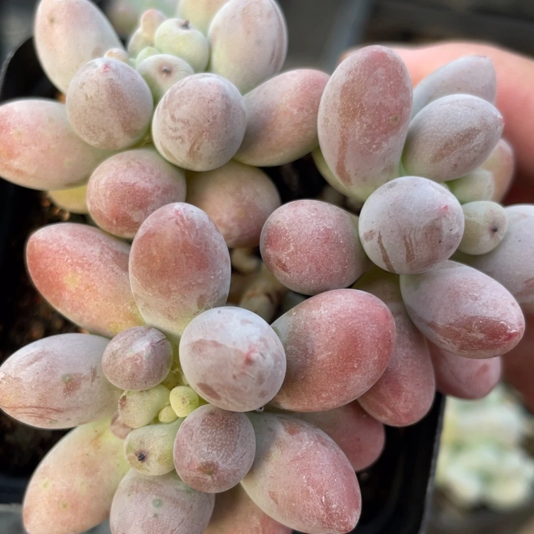 仙子奶酪满39包邮