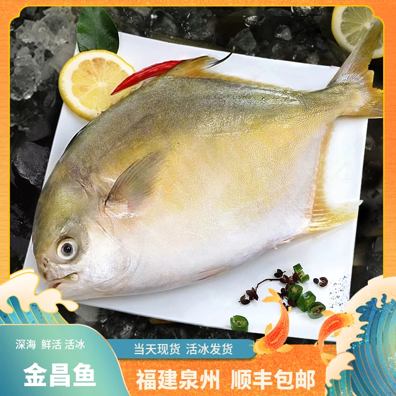 福建深海【小金昌鱼】顺丰当天冰鲜发货