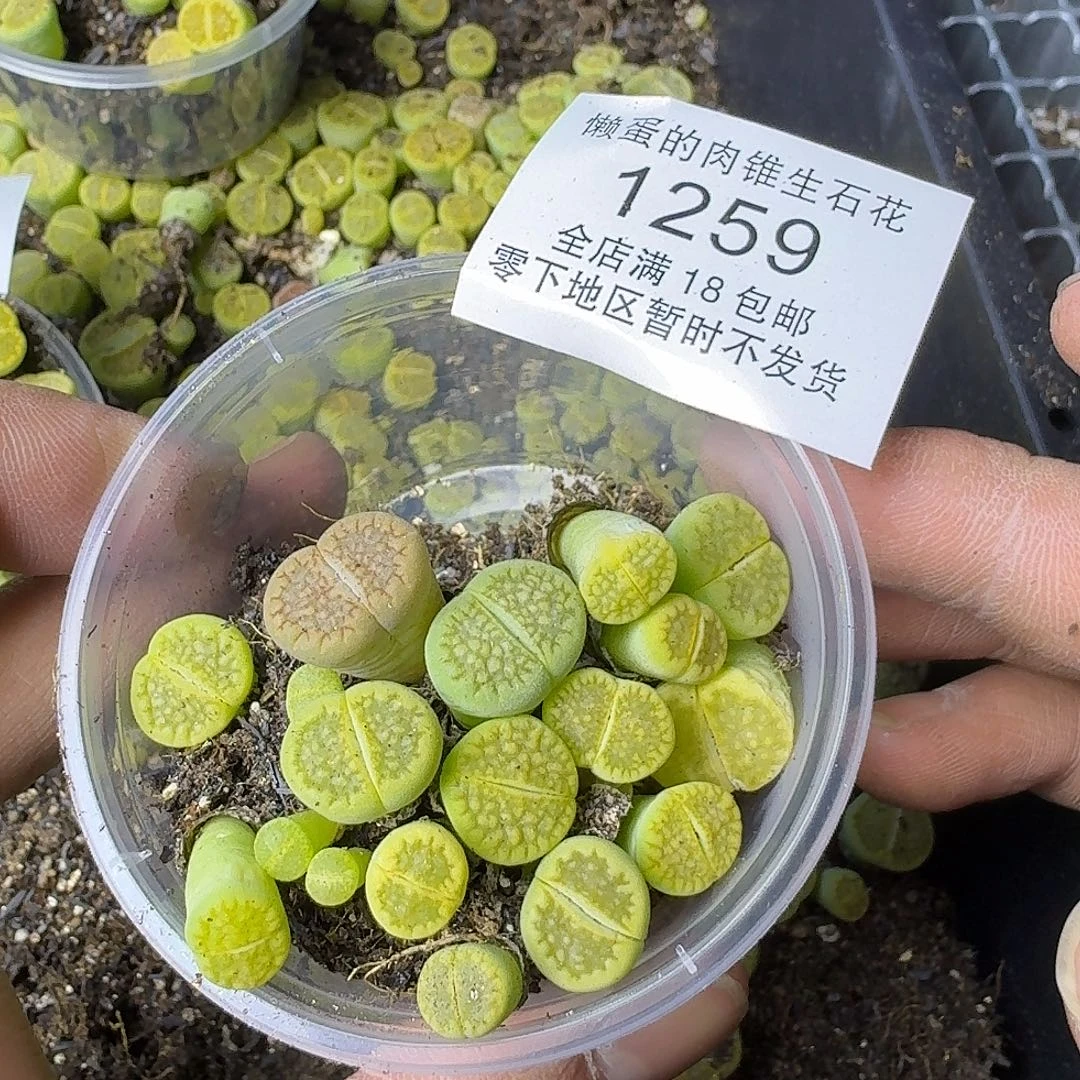 1259 哈哈哈哈哈哈哈哈