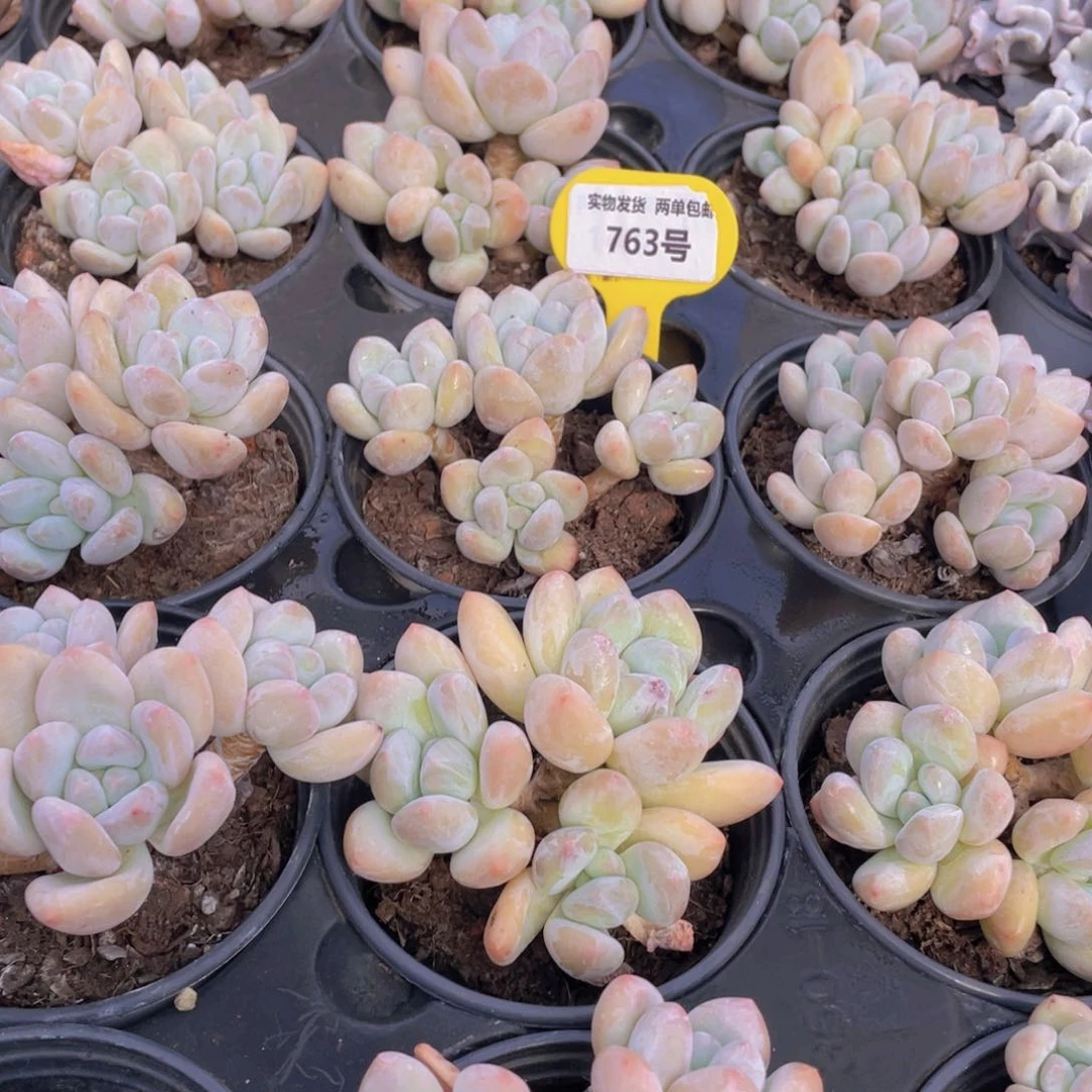 763号 奶油丸叶香水老桩大群生一个