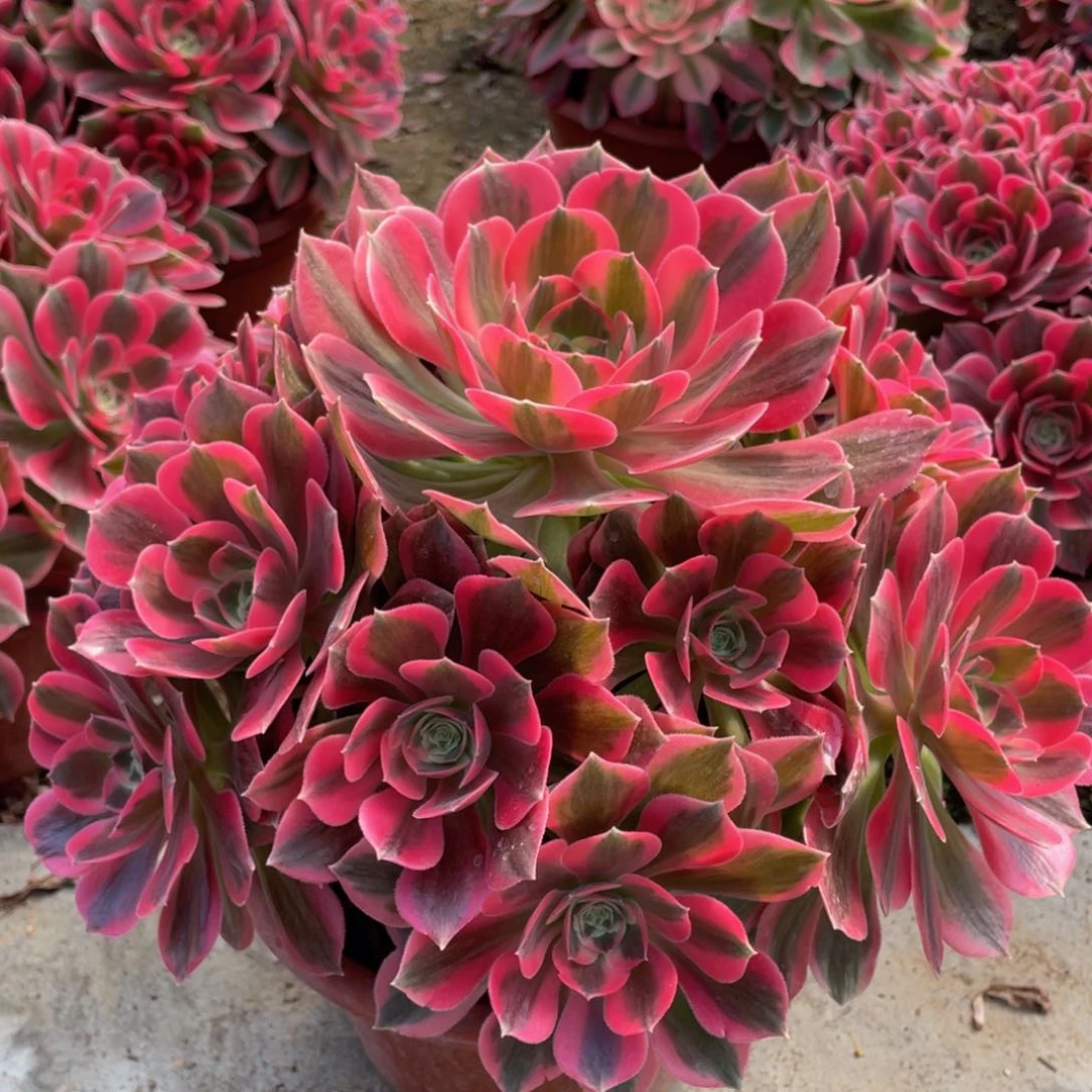 083粉女郎精品法师多肉