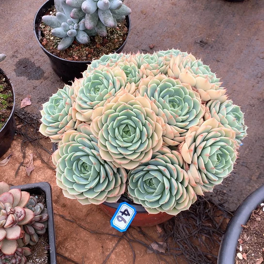 46笨巴蒂斯 一物一拍多肉