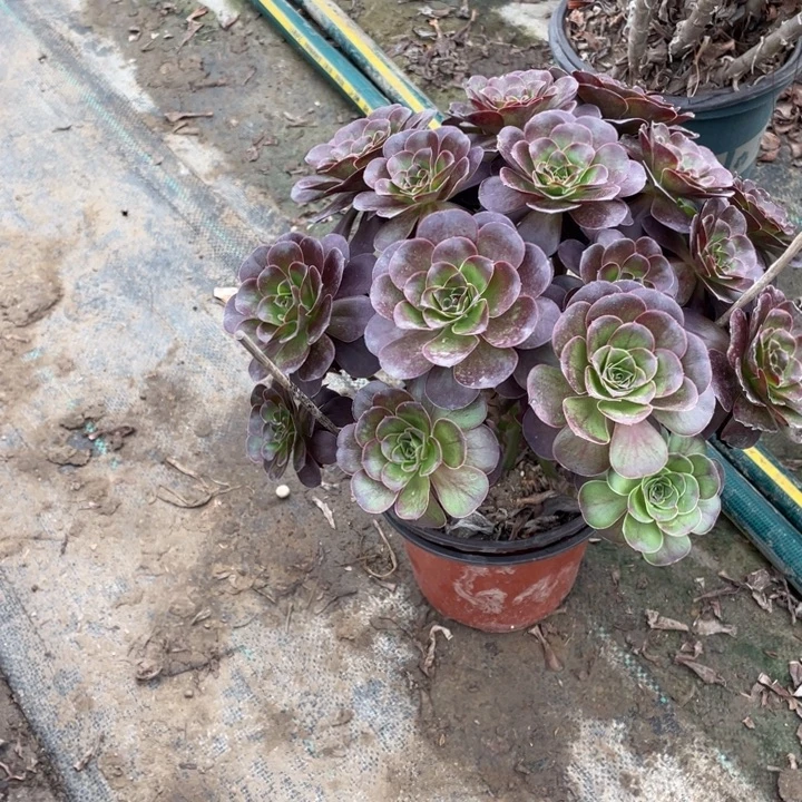 31魅金多肉植物多肉