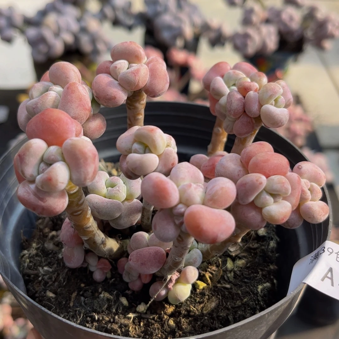 122/9cm腰子洛神多肉植物