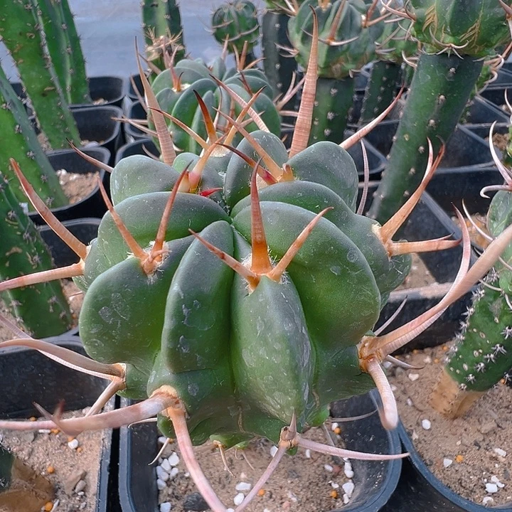 金刺龙剑。 苗接。