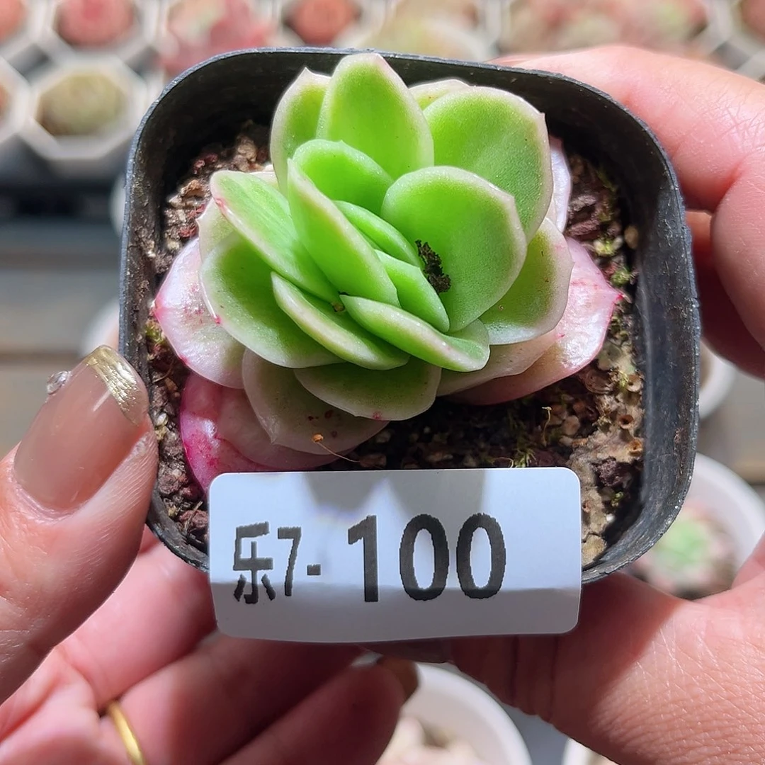 乐7-100 冰玫瑰单头