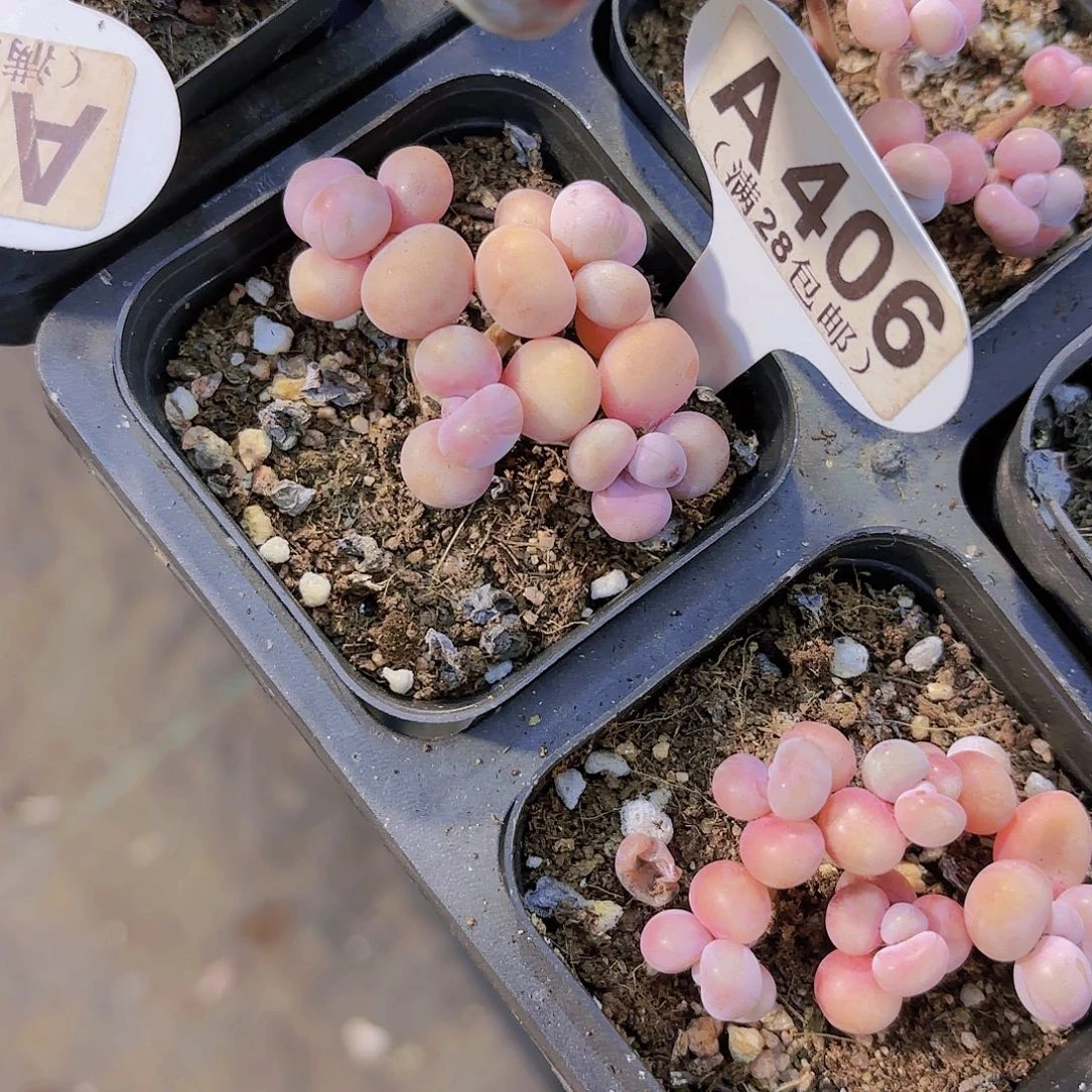 A406糖果桃蛋一物一拍