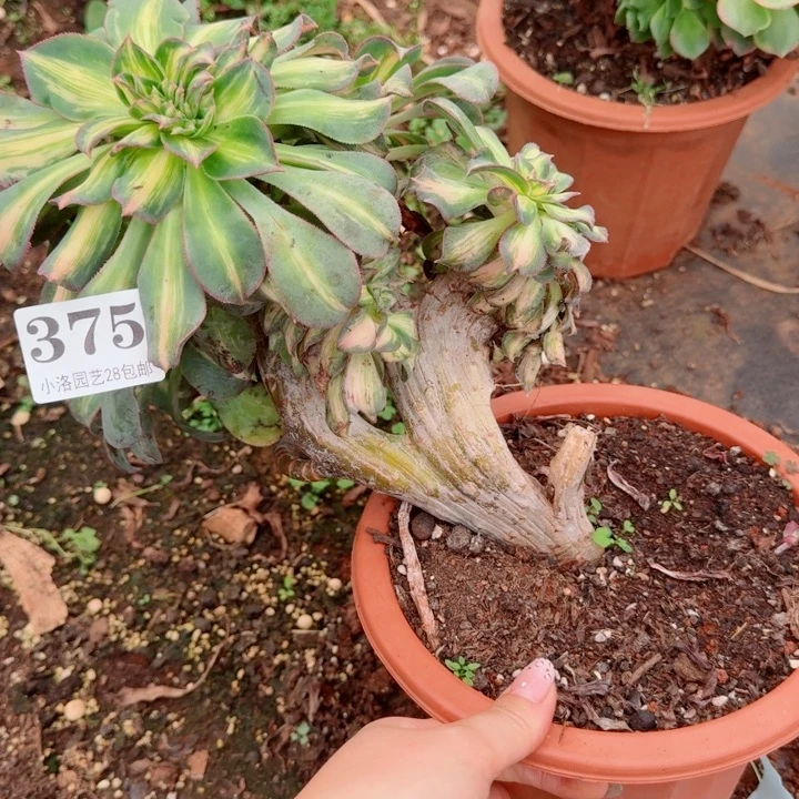 天****375 缀化多肉植物满28包邮