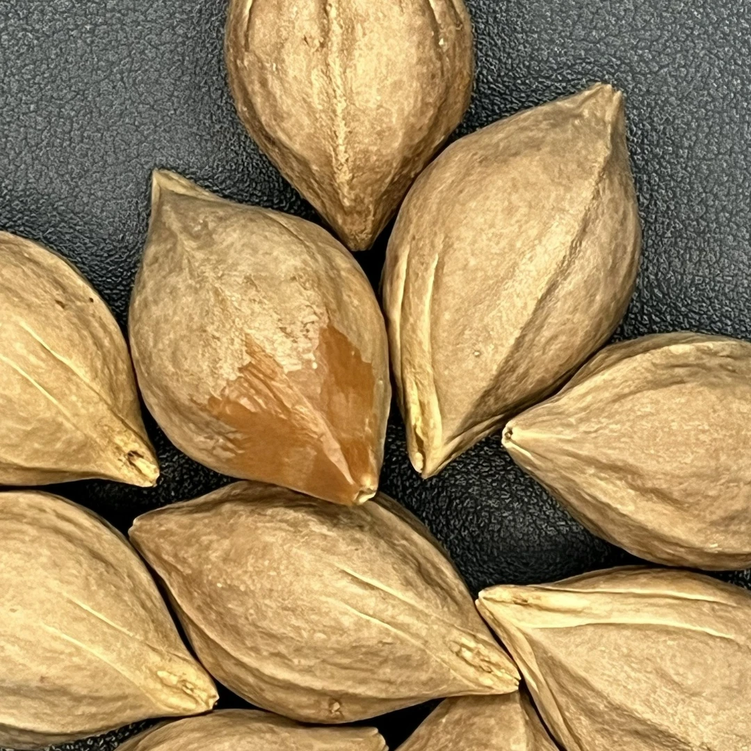 长盛榄庄橄榄核雕原料大直径长核