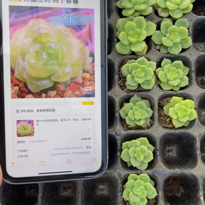 Cf5 财富密码，满9.9元包邮