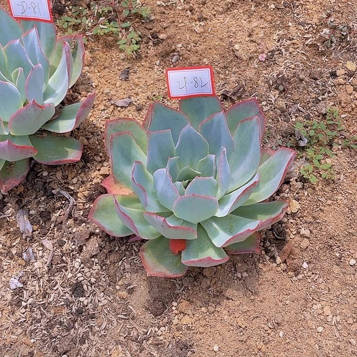 蓝光单头二九杠82号