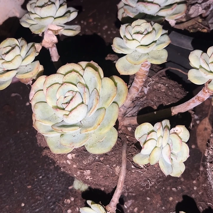 晨露老桩。