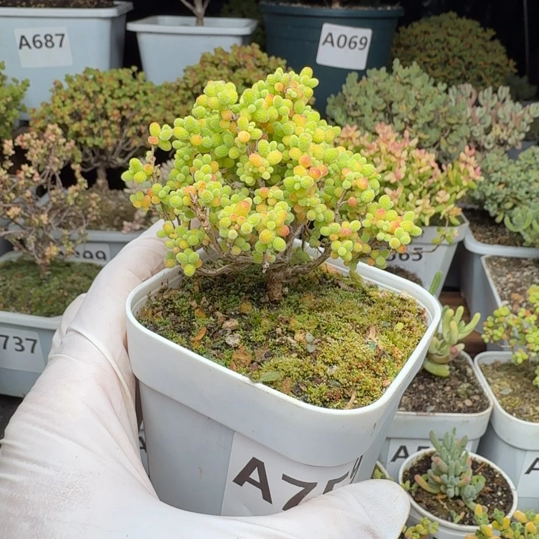 A759金桔糖球枝干