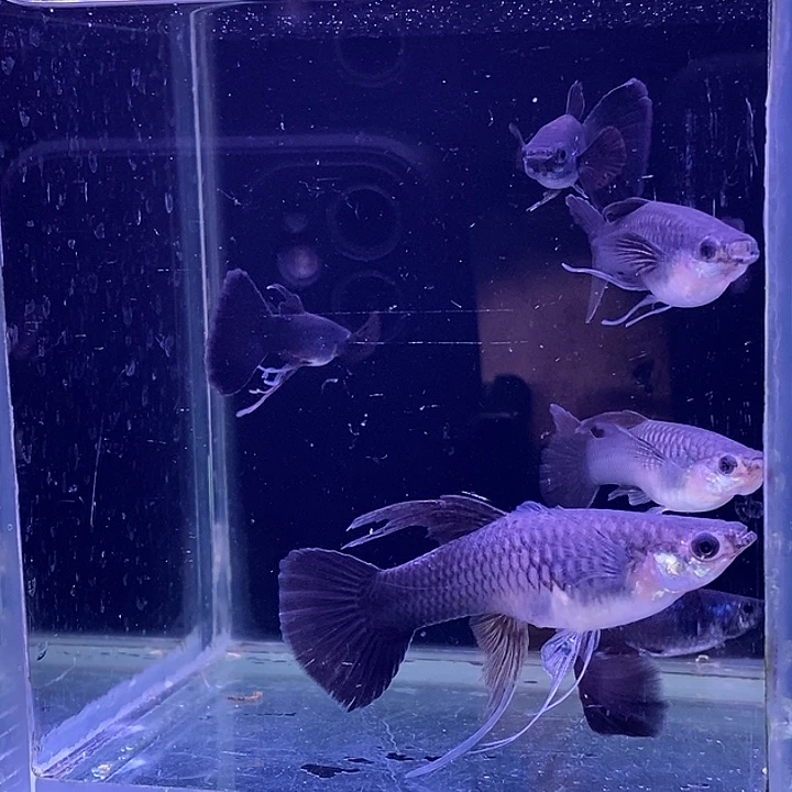 孔雀鱼木炭黑大西3对