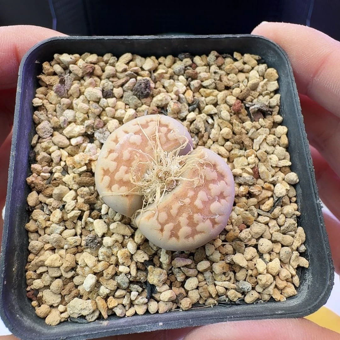 多肉植物福利清盒22