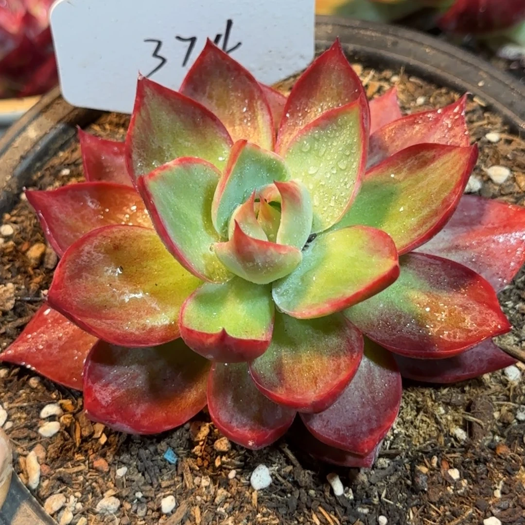 惊鸿一物一拍包装收缩花旱374