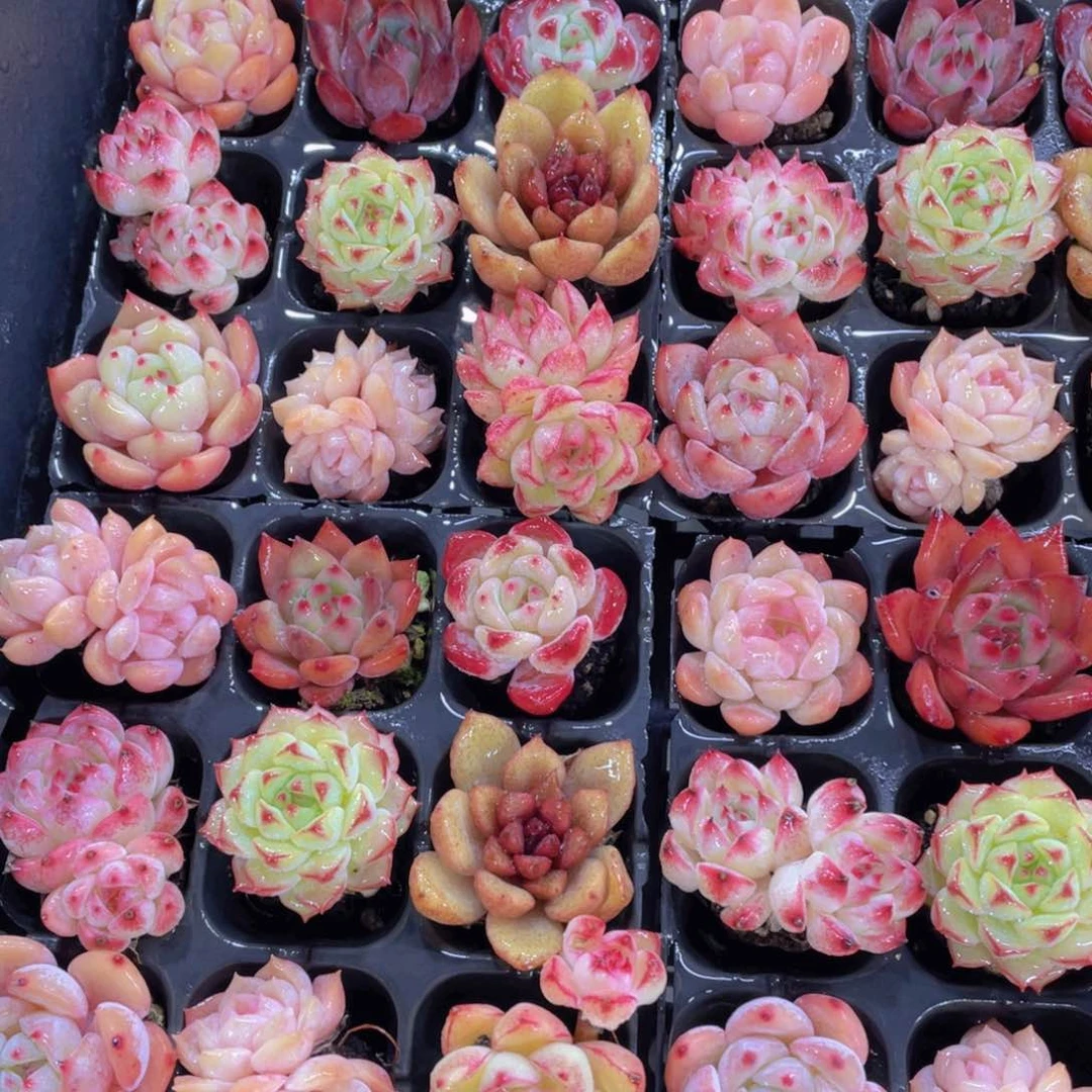 1号开播福利全状态小可爱美肉九个