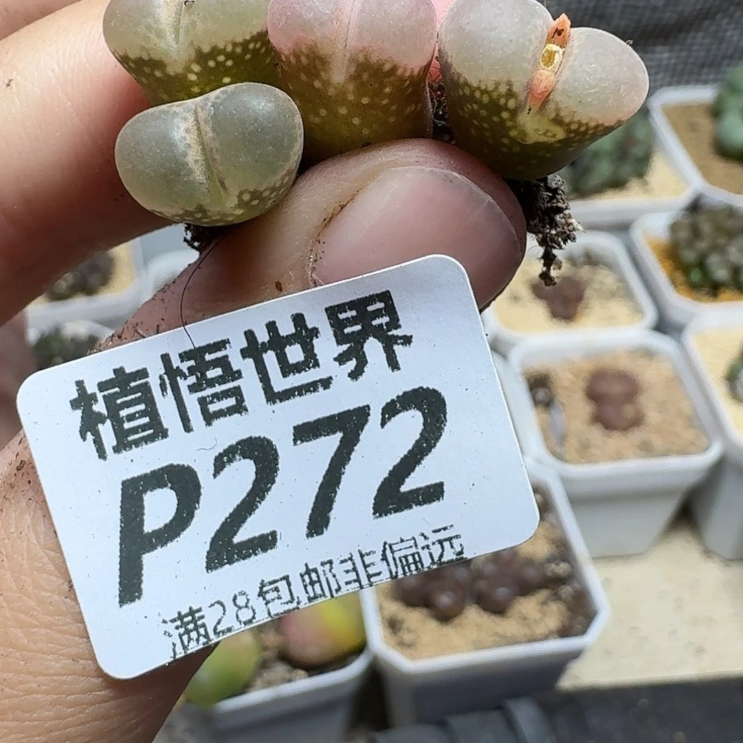 多肉植物的人生fgbn