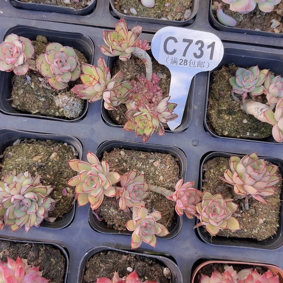 C731灰姑娘一物一拍