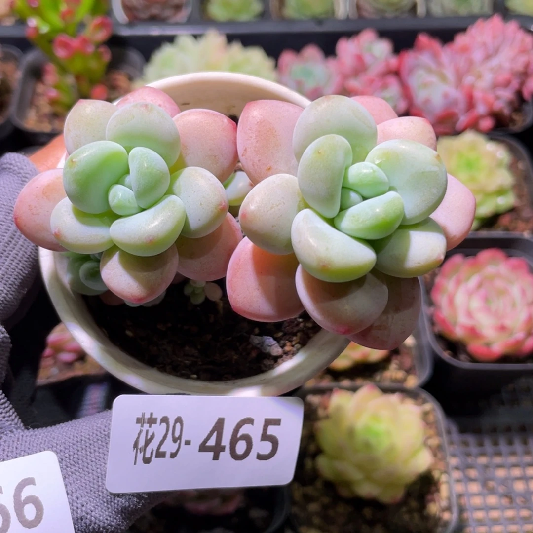 花利美29-465洛神