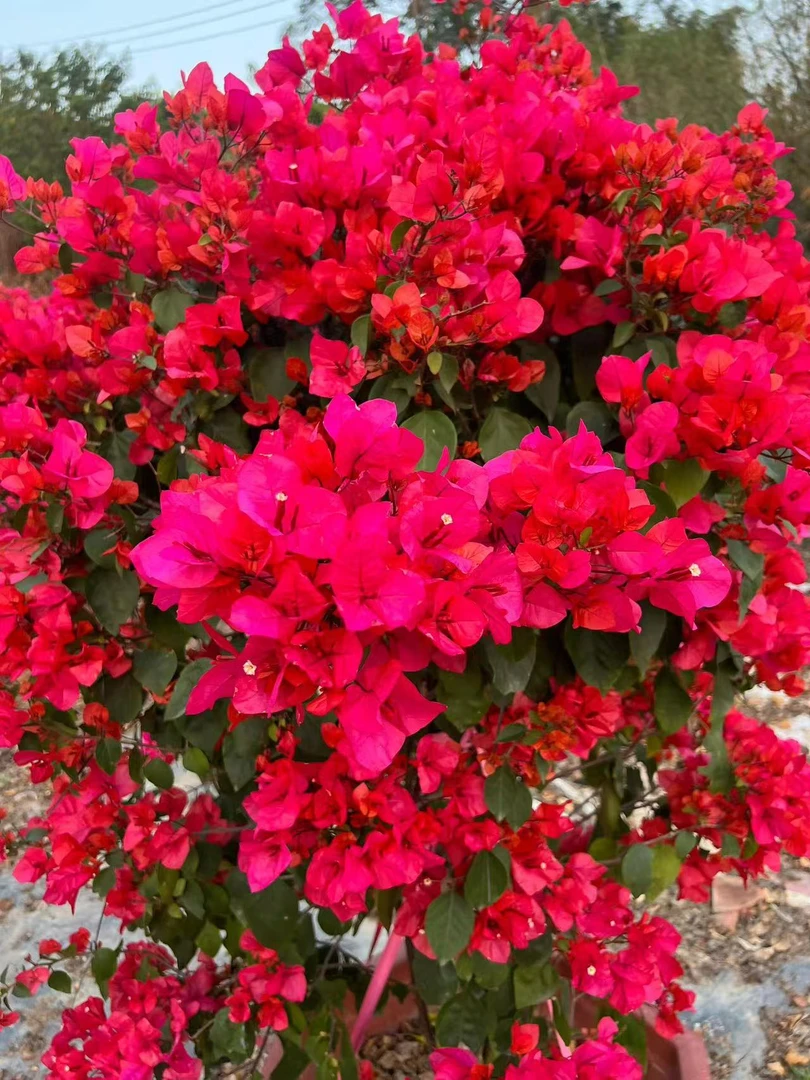 【中国红】【包对版】三角梅四季勤花爬藤垂吊盆栽（无售后）