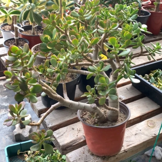 老*姬红花月脱土发货