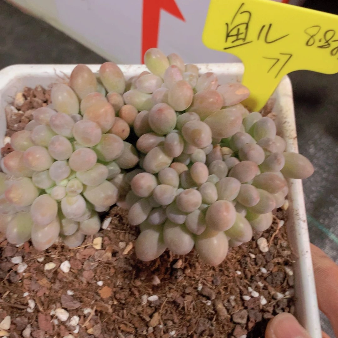 我家的小可爱们都好可爱啊哈哈哈