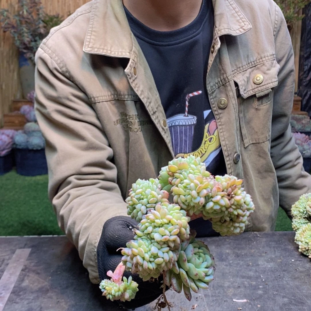 ?****10 号白胖子缀化多肉