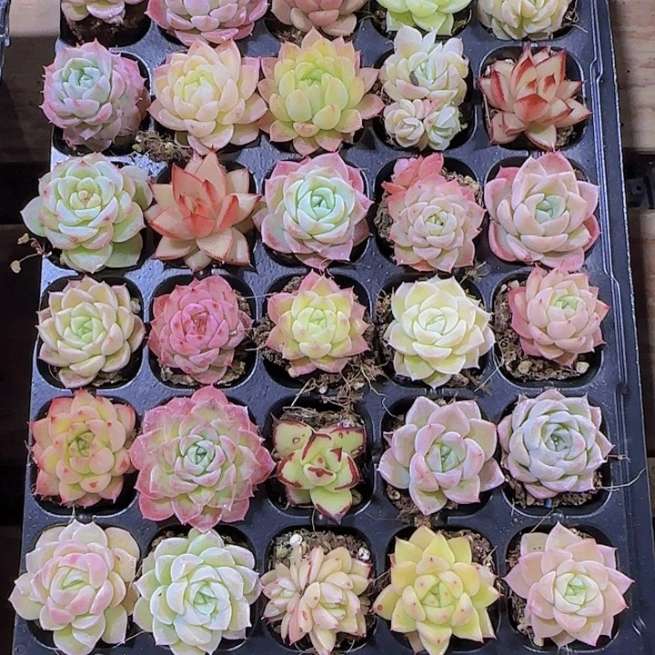 直播一物一拍多肉129