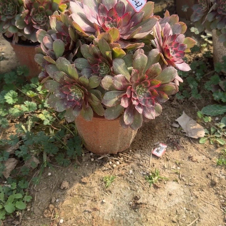 26-27莲花座多肉不包售后福利