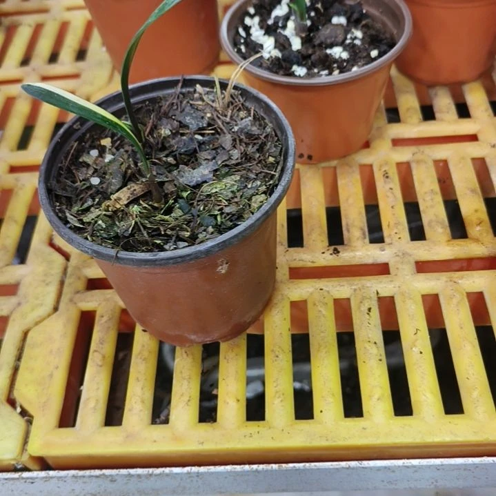 无花朵gggggggggggg
